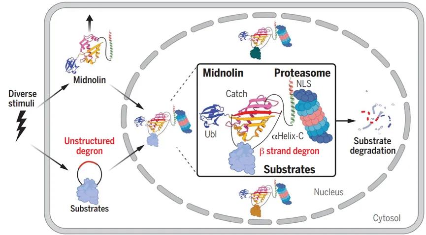 图5. midnolin-蛋白酶体途径独立于泛素化降解许多核蛋白[5]