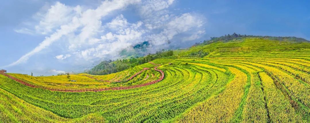 米易傈僳梯田。