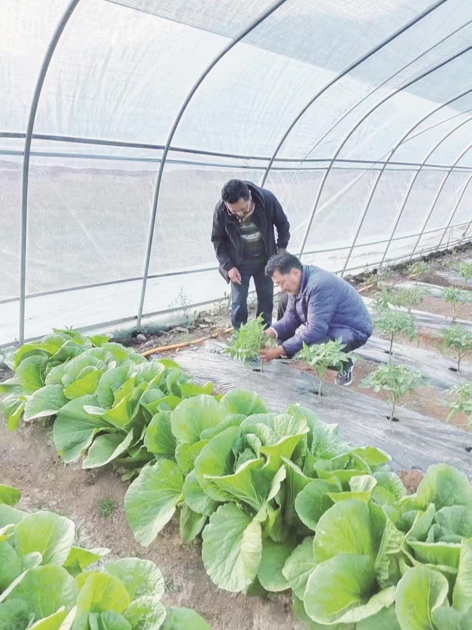 种什么蔬菜一亩4万元不用大棚(农村种什么菜能一亩地收入十几万)