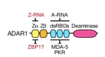 △ ADAR1基因结构示意图。