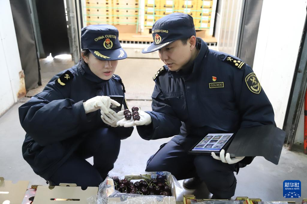 12月26日，在天津海关进境水果指定监管场地，东疆海关工作人员在查验智利进口车厘子。新华社发（熊飞雪 摄）