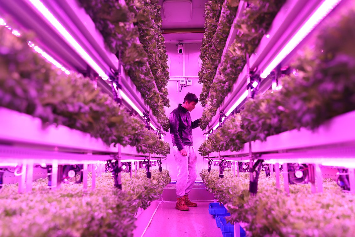 ▲上海农科院团队决赛期间给集装箱植物工厂内种植的“优雅”生菜补光。