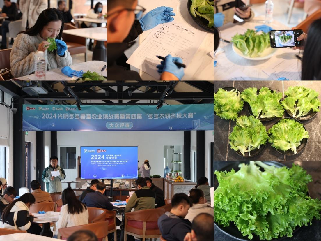 ▲ 12月6日，15位大众评审对6支团队种植的生菜进行食味品鉴。