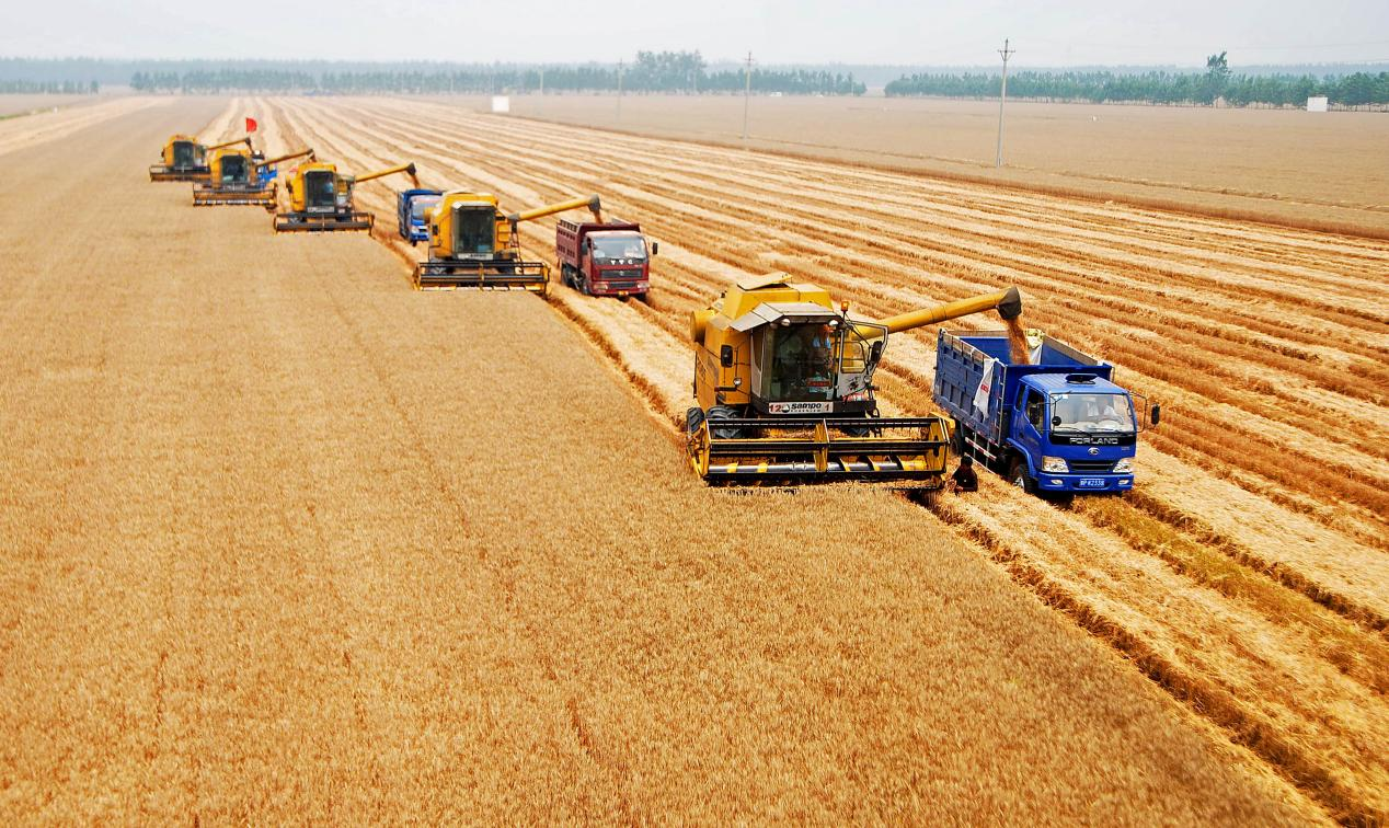 大面积小麦制种机械化收获