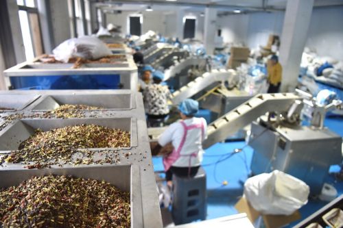 ▲忙碌的花草茶生产车间。（摄影祝亮）