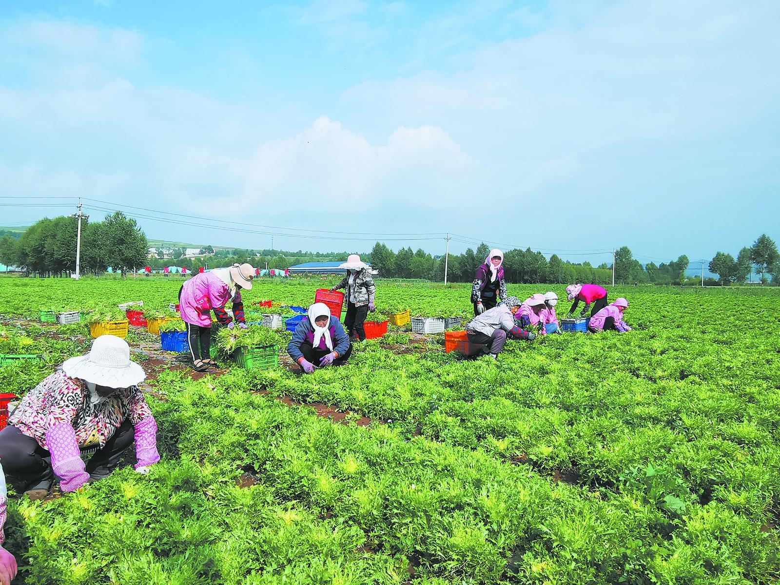 蔬菜采摘。互助土族自治县蔬菜技术服务中心供图