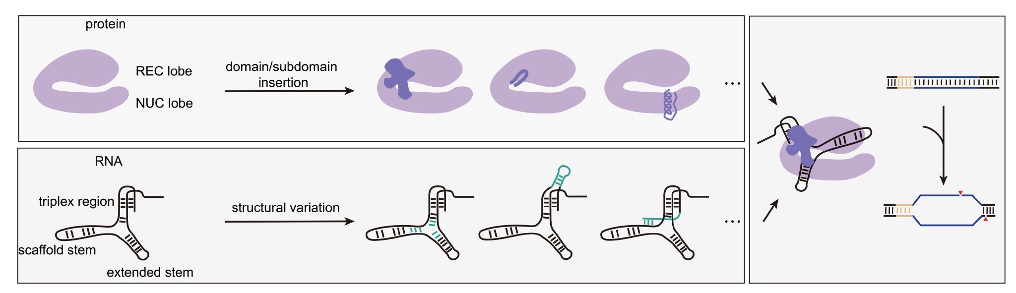 图3. CRISPR-Cas12e家族的蛋白和引导RNA的进化多样性