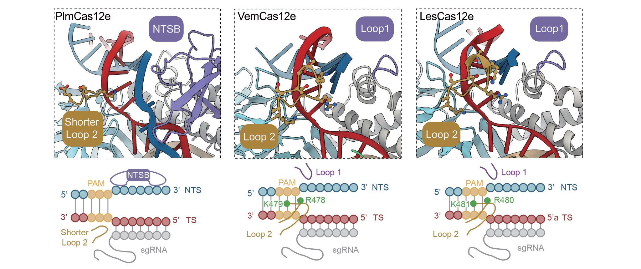 图2.不同Cas12e蛋白参与解旋PAM附近双链区域的结构