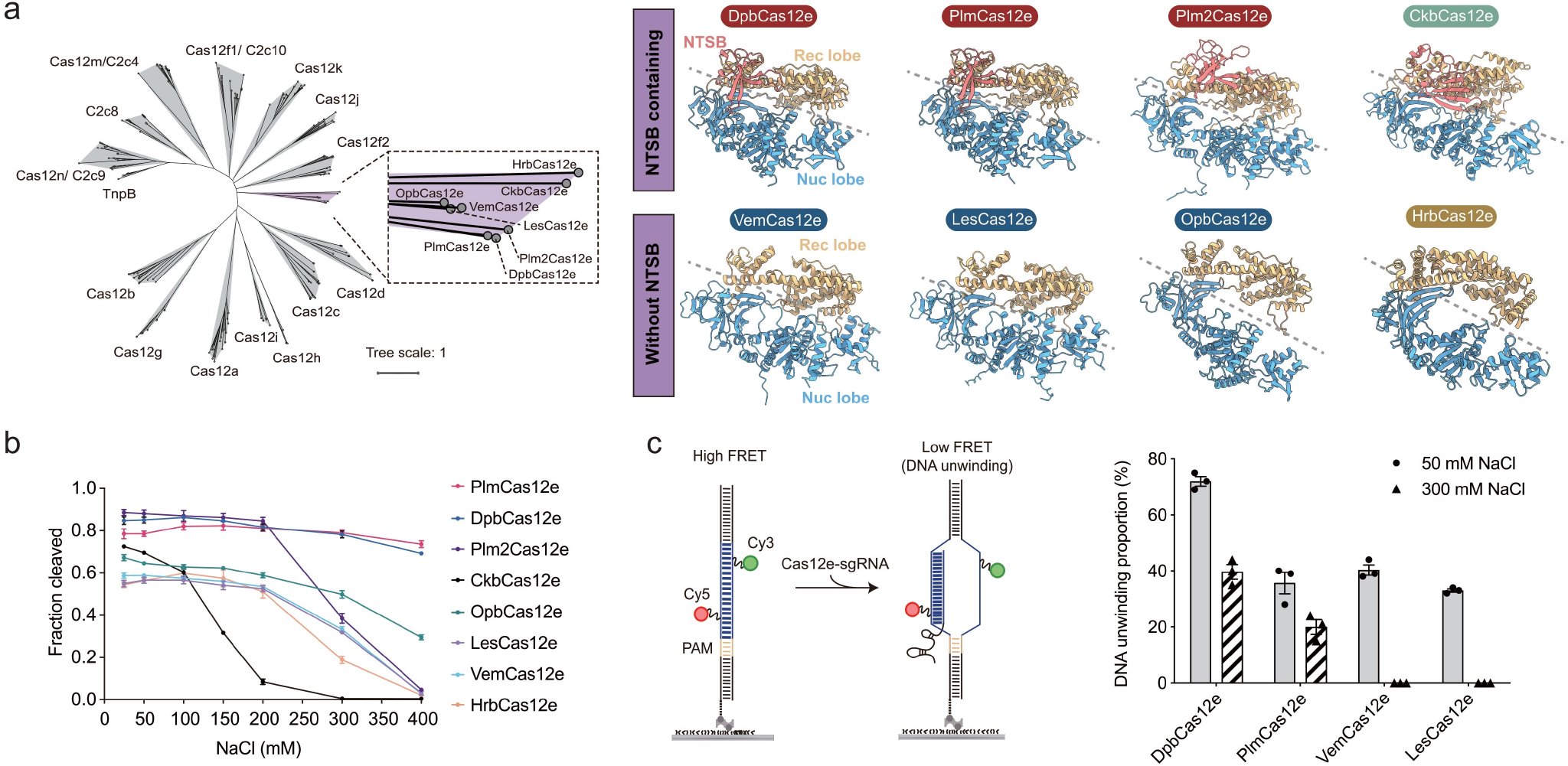 图1.新型CRISPR-Cas12e系统的结构和生化活性