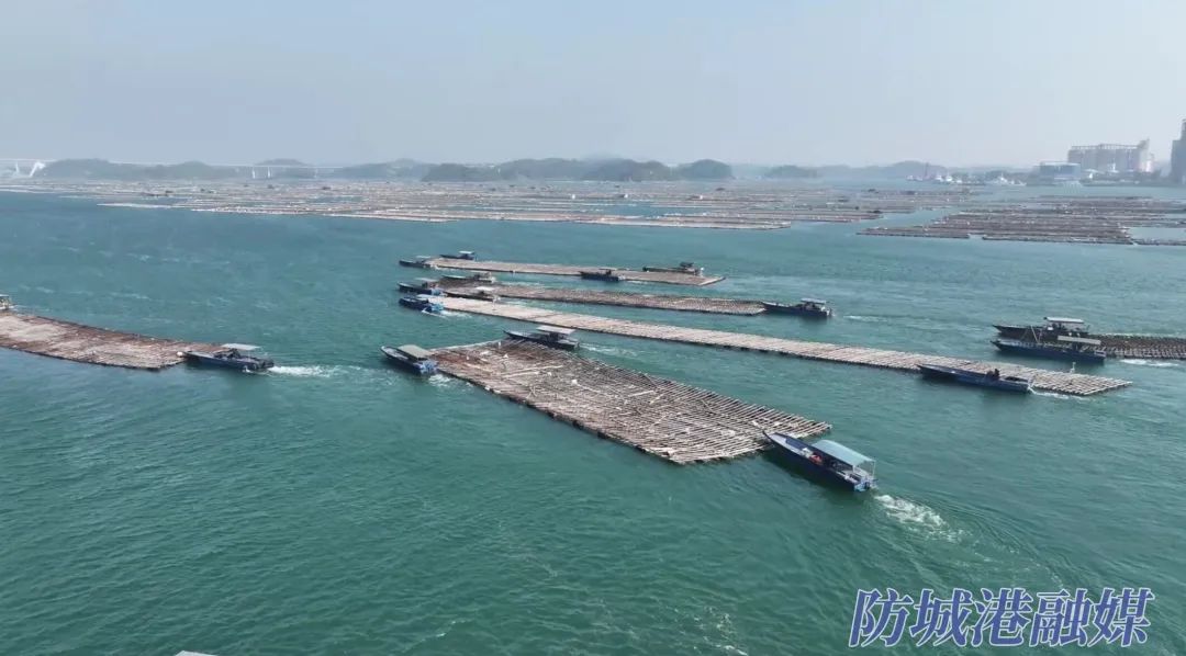 万亩蚝排"迁徙"新牧场