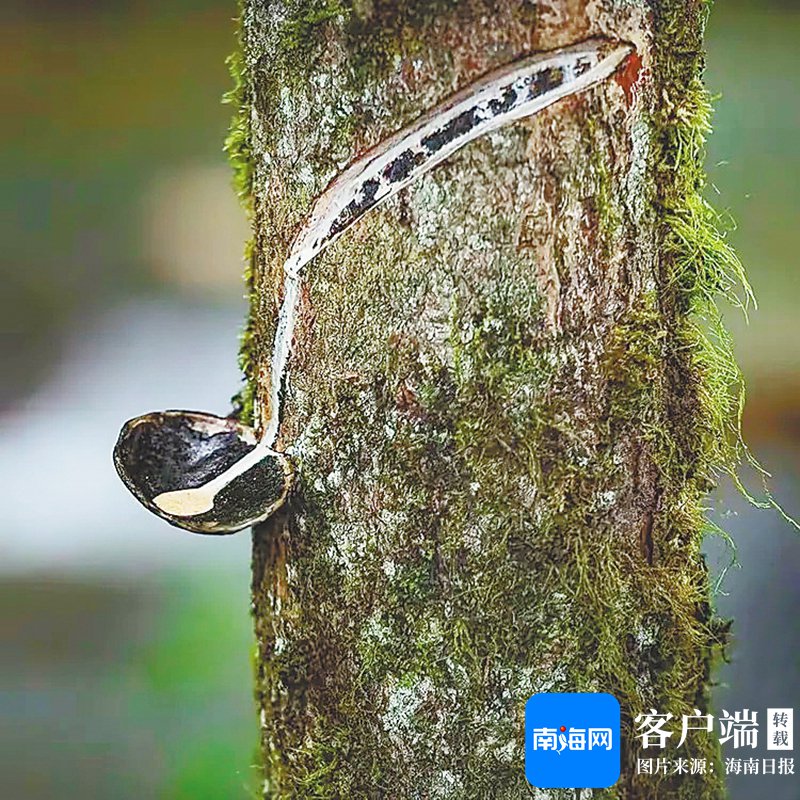 海南周刊 | 咬人的漆树-新闻中心|过敏_新浪财经_新浪网