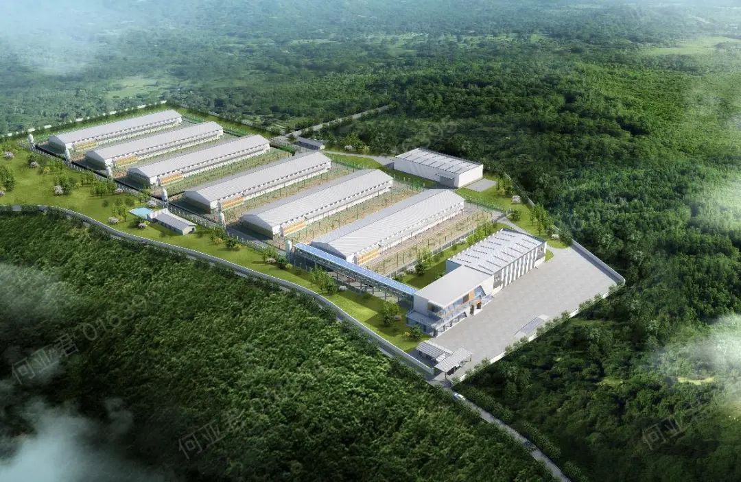 30万羽规模国内单体最大,圣迪乐启动建设四川广元非笼养蛋鸡养殖基地