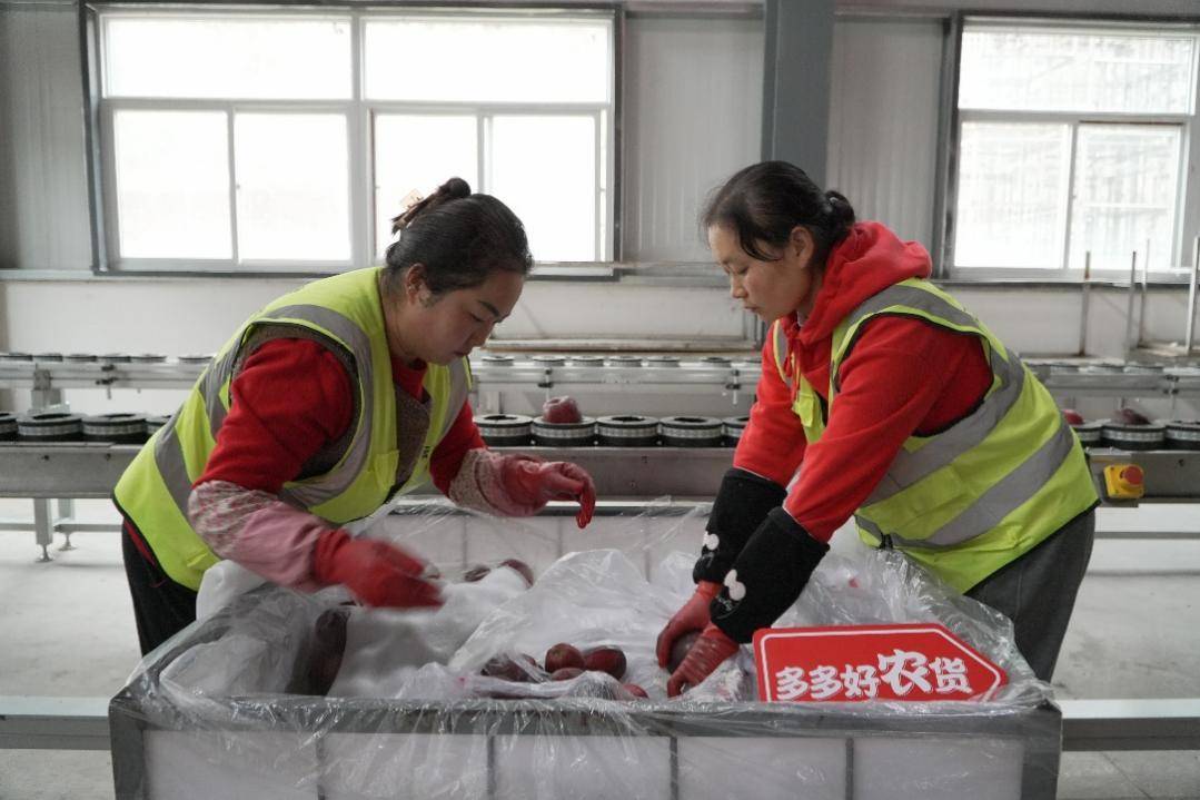 ▲天水花牛苹果近年在拼多多热销，让更多的她找到了合适的“妈妈岗”。余虹黎 摄