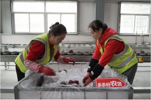 ▲天水花牛苹果近年在拼多多热销，让更多的她找到了合适的“妈妈岗”。余虹黎 摄