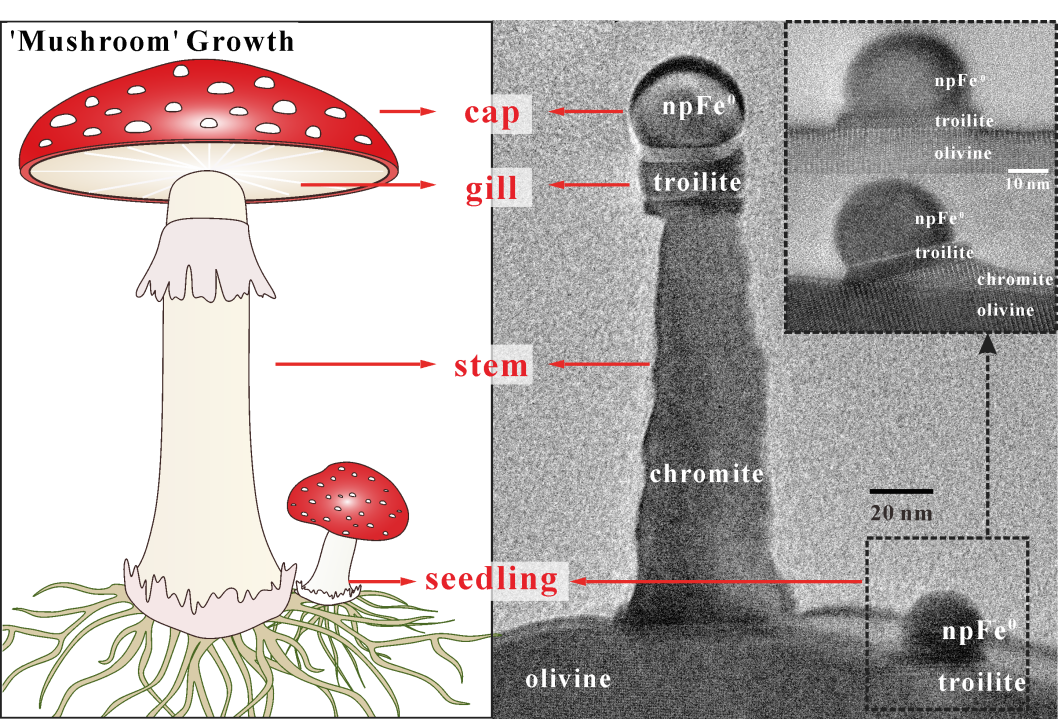 ▲ “蘑菇”生长结构示意图