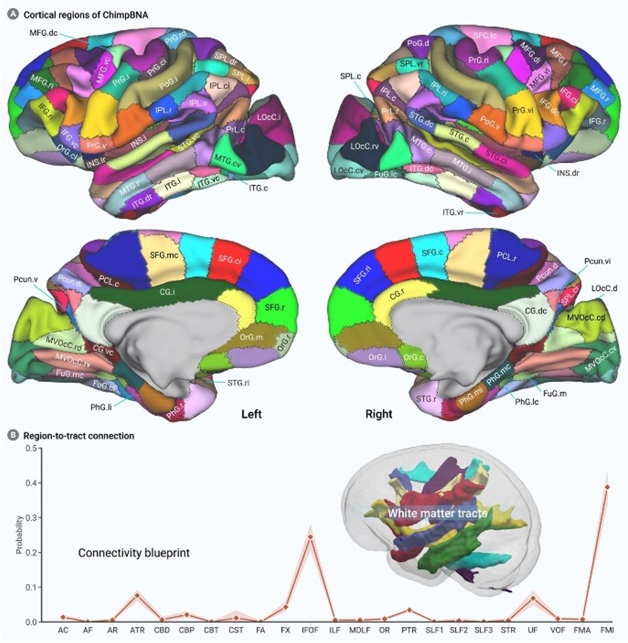 图 3.黑猩猩脑网络组图谱