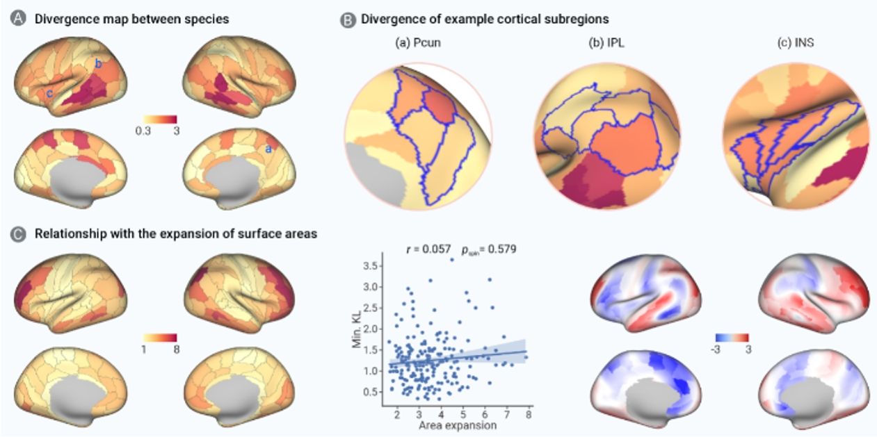 图 4.脑连接模式的跨物种差异
