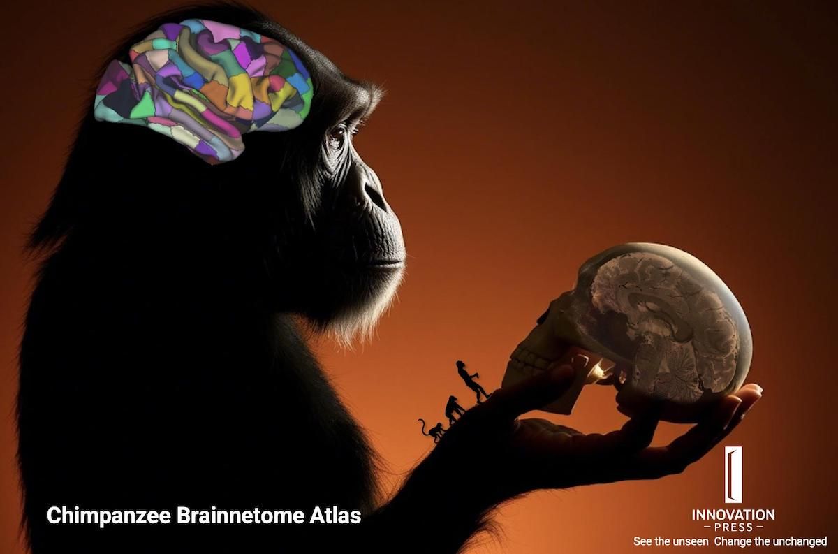 意向图：黑猩猩脑网络组图谱。截图自论文