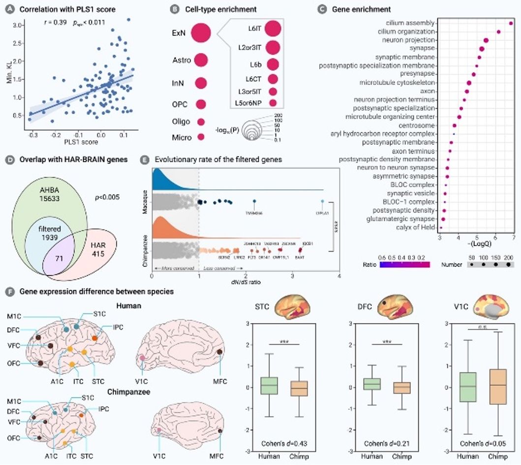 图 5.跨物种（人类 vs 黑猩猩）脑连接差异背后的遗传基础
