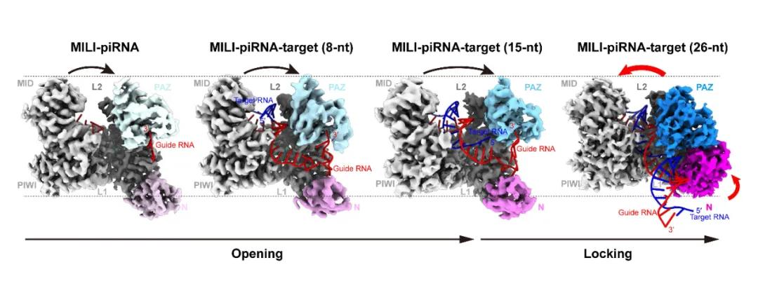 图1：piRNA结合靶向RNA分子的动态变化过程