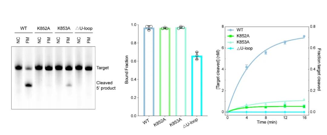 图2：切割RNA的关键位点鉴定