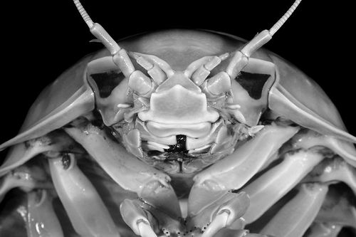 图片来源：Nguyen Thanh Son