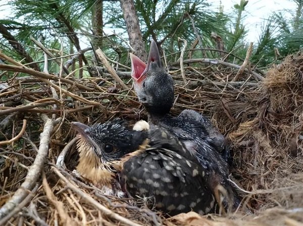 △乌鸦和杜鹃的雏鸟