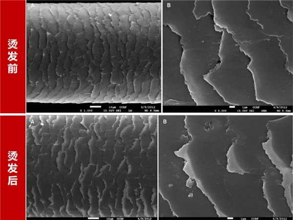 图：烫发前后的变化图片来源：整理自参考资料