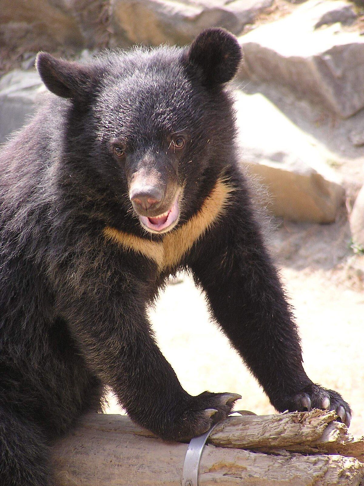 图源:WikiMedia