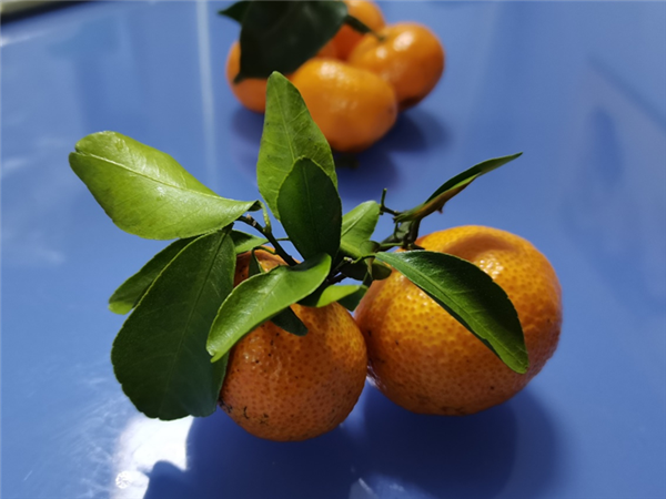 带叶砂糖橘。图片来源：作者提供