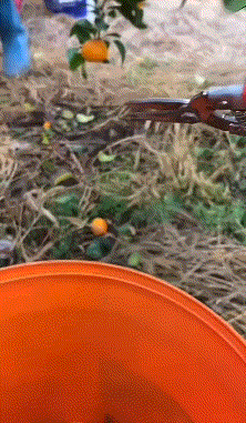 图源：小红书@是卷儿笔记视频截图