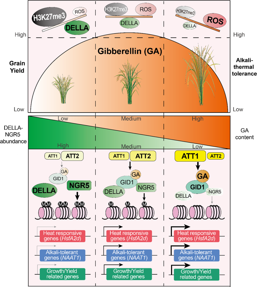 精确调控赤霉素水平同时提高籽粒产量和抗逆性的模型
