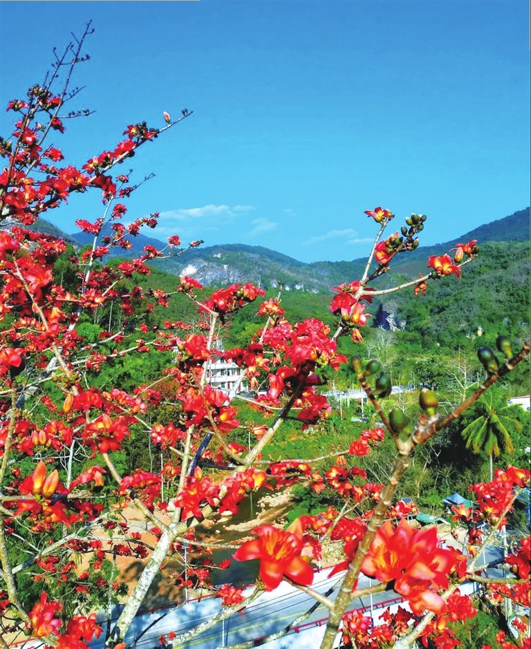 王下乡的木棉花盛开了。王下乡供图