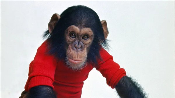 △尼姆·奇普斯基