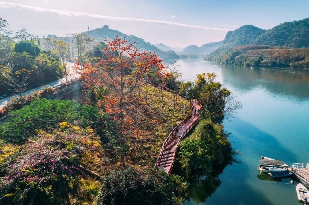 资料图：昌江木棉花