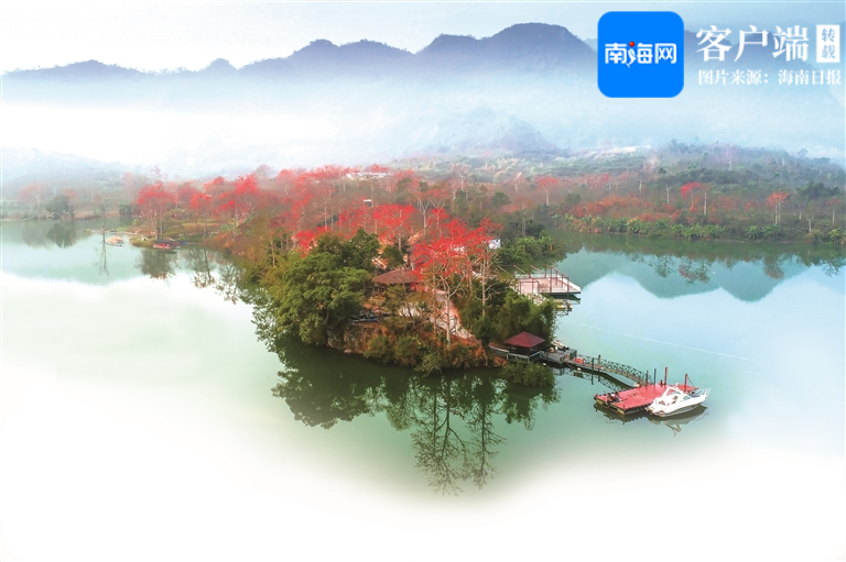 每年春季，在昌江七叉镇，木棉花如期绽放。昌江融媒体中心供图