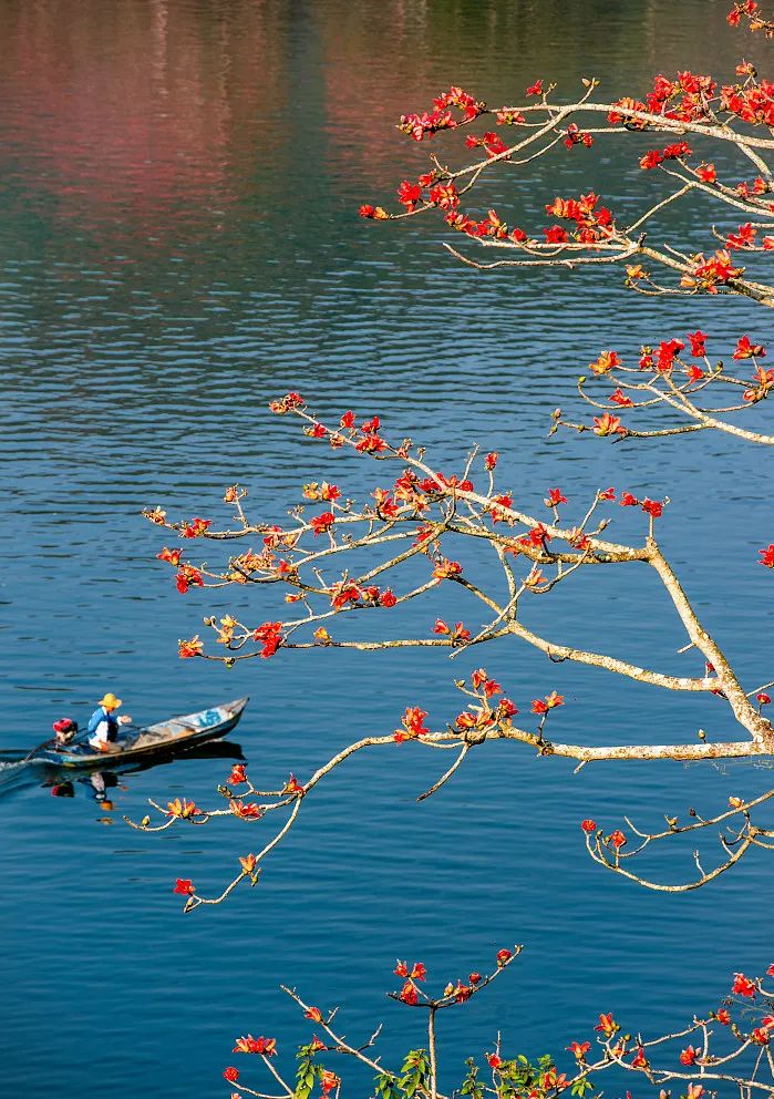 资料图：昌江木棉花