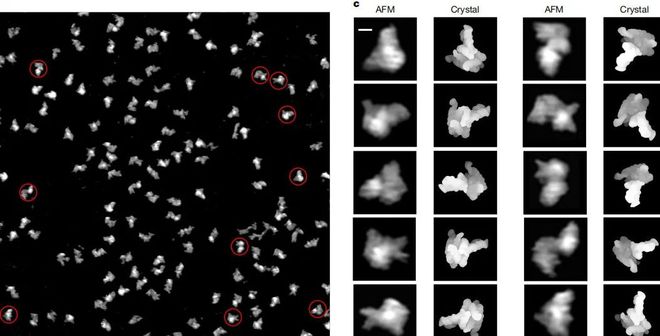 图丨溶液中单个 Gst RNase P RNA 分子的原子力显微镜图像（来源：Nature）