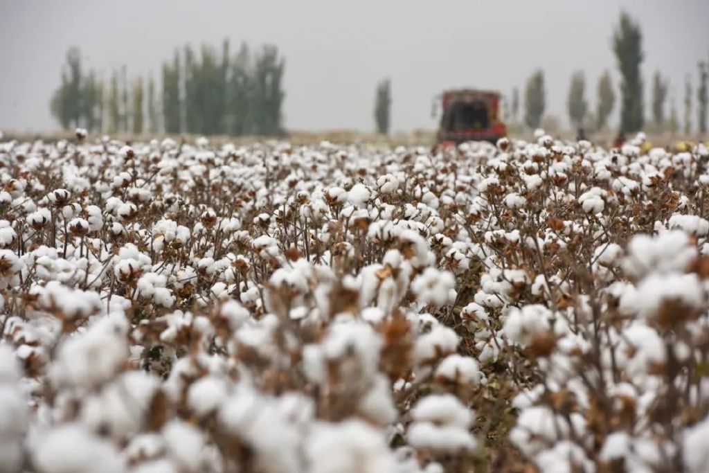 新疆阿克苏地区阿瓦提县的棉田。新华社记者 高晗 摄