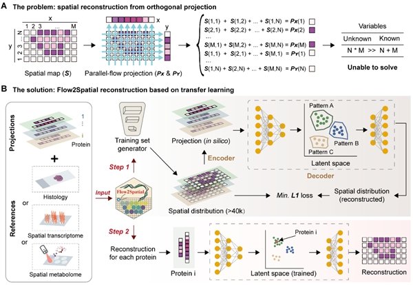 ▲ 基于深度学习算法的蛋白质空间分布重构流程图