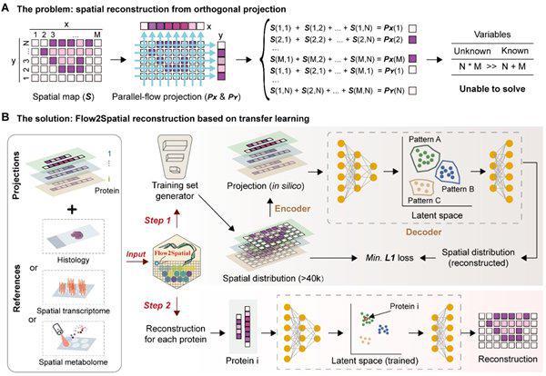 ▲基于深度学习算法的蛋白质空间分布重构流程图