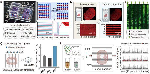 ▲PLATO 的微流控芯片装置图和原位采样结果