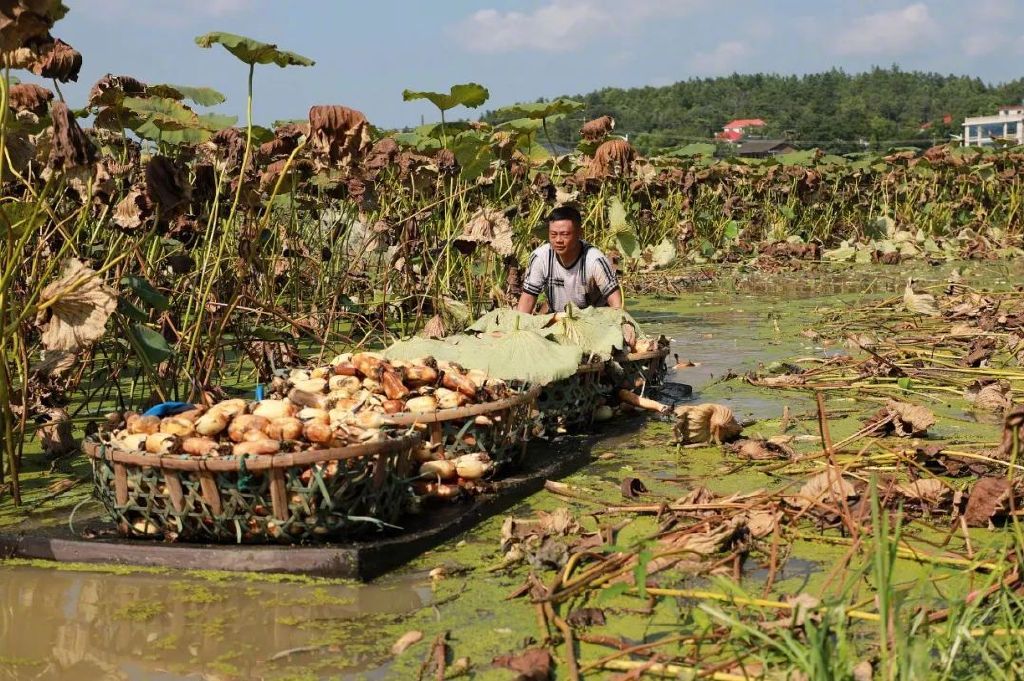湖南邵阳，藕田。图源：视觉中国