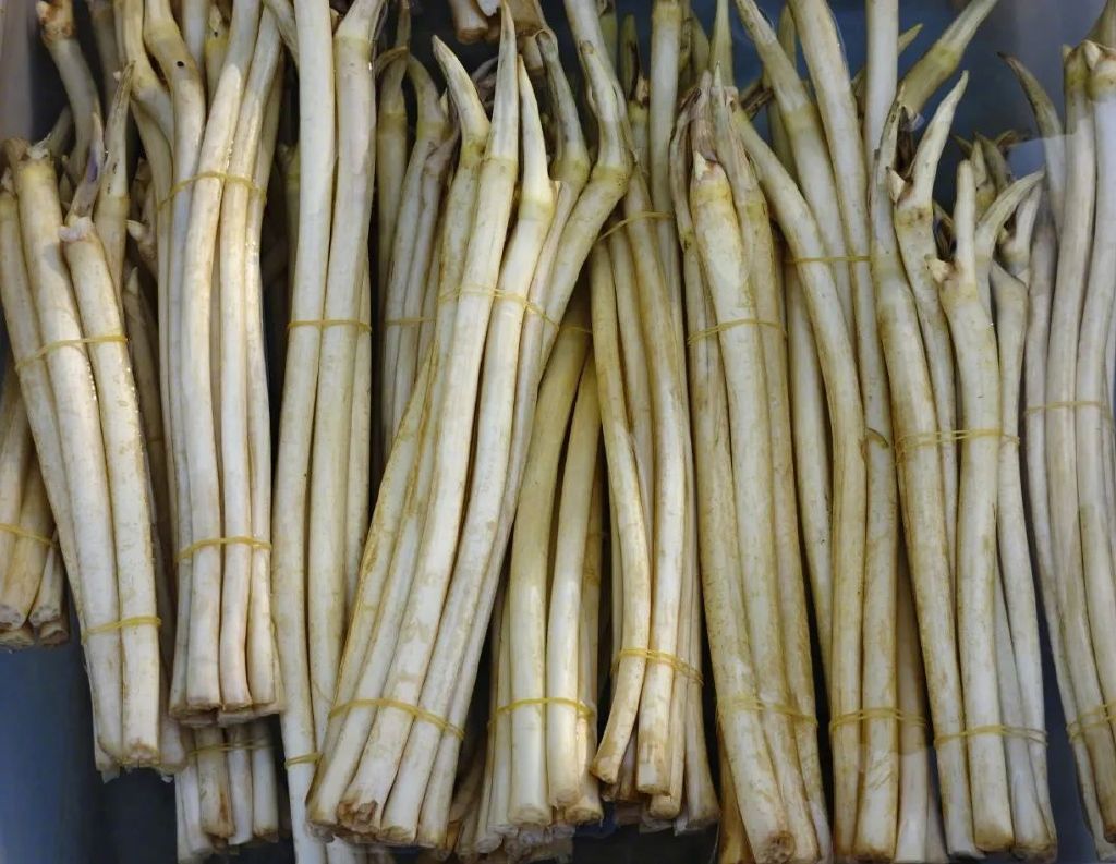 藕带。图源：视觉中国