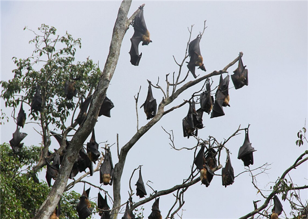 挂在树上休息的蝙蝠。图片来自wiki