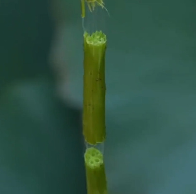 图源：主播说三农