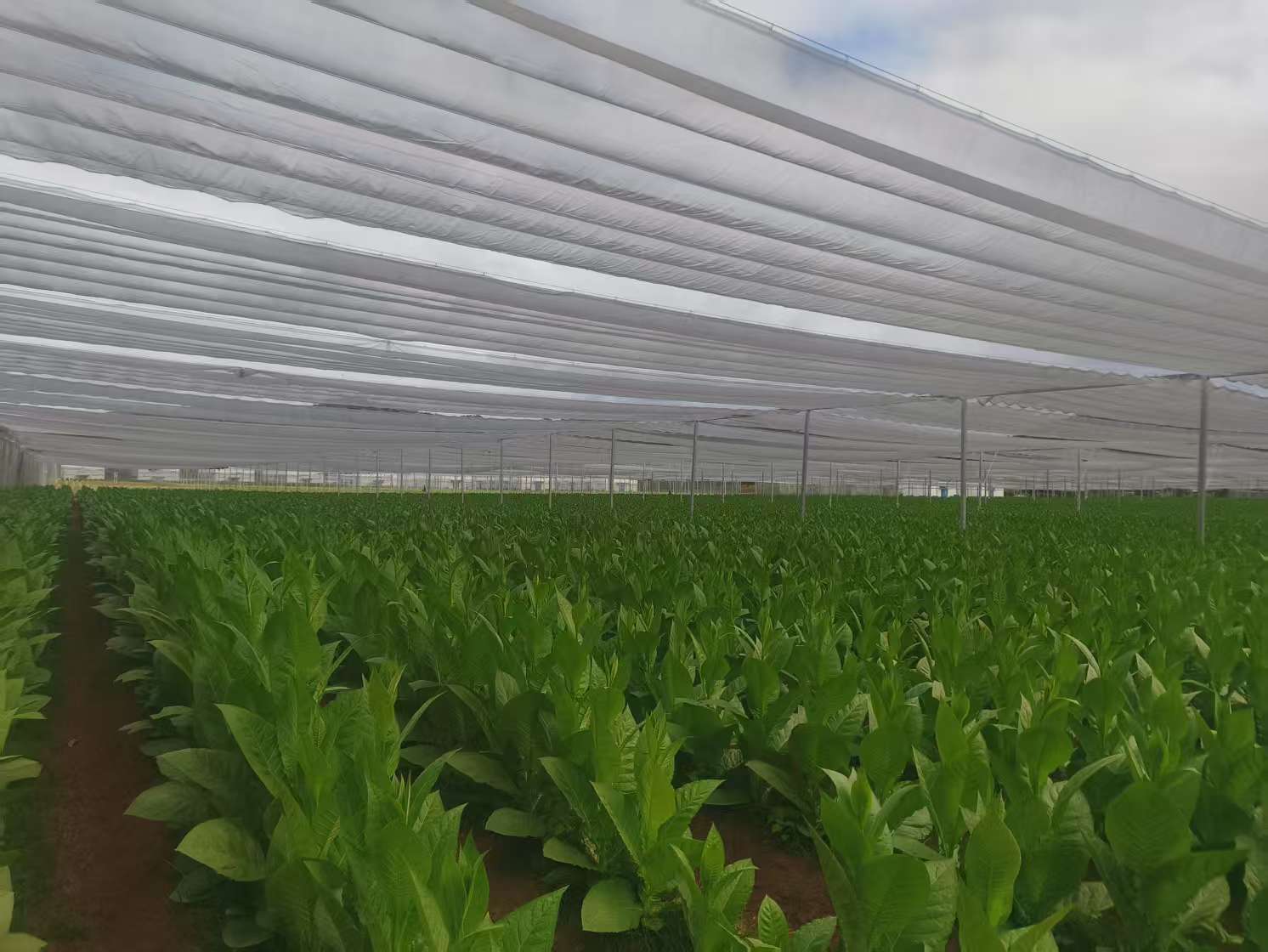 海南省烟草专卖局推进雪茄烟叶产业化发展