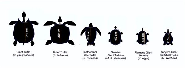 △已知最大龟类对比