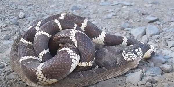 王蛇VS响尾蛇 图源：IVM Reptile Story