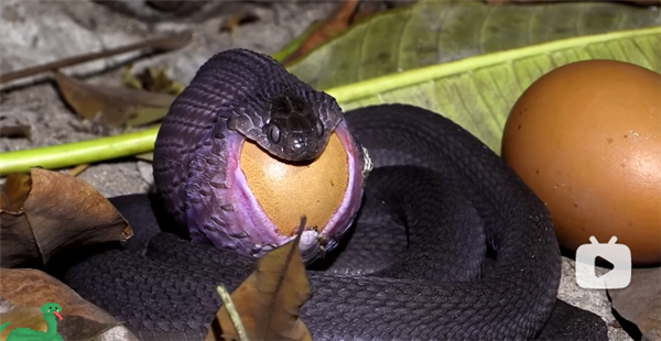 食卵蛇吞蛋 图源：动物研究员QAQ@Bilibili